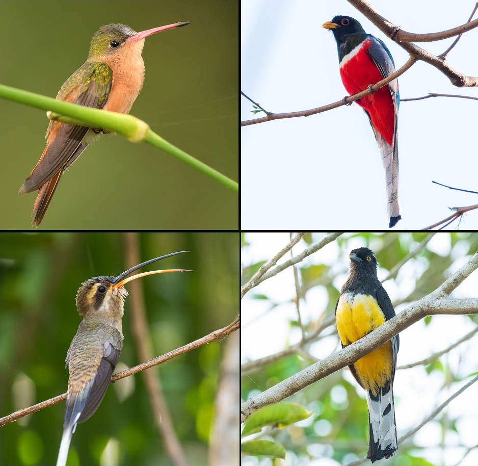 Collage - Aves de Puerto Vallarta - fasd