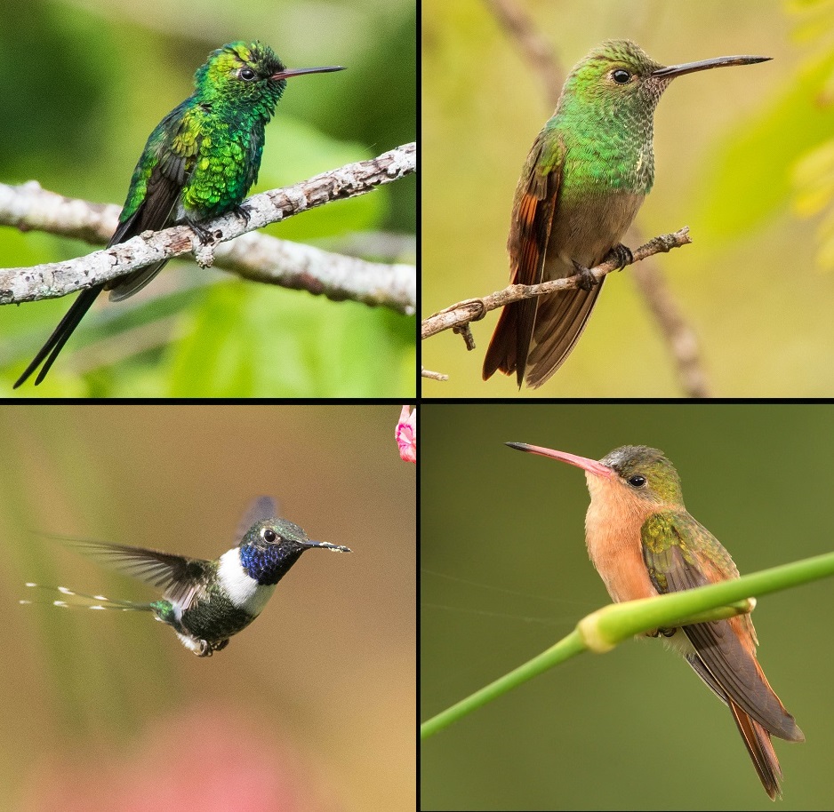 Collage - Aves pv - Jardin