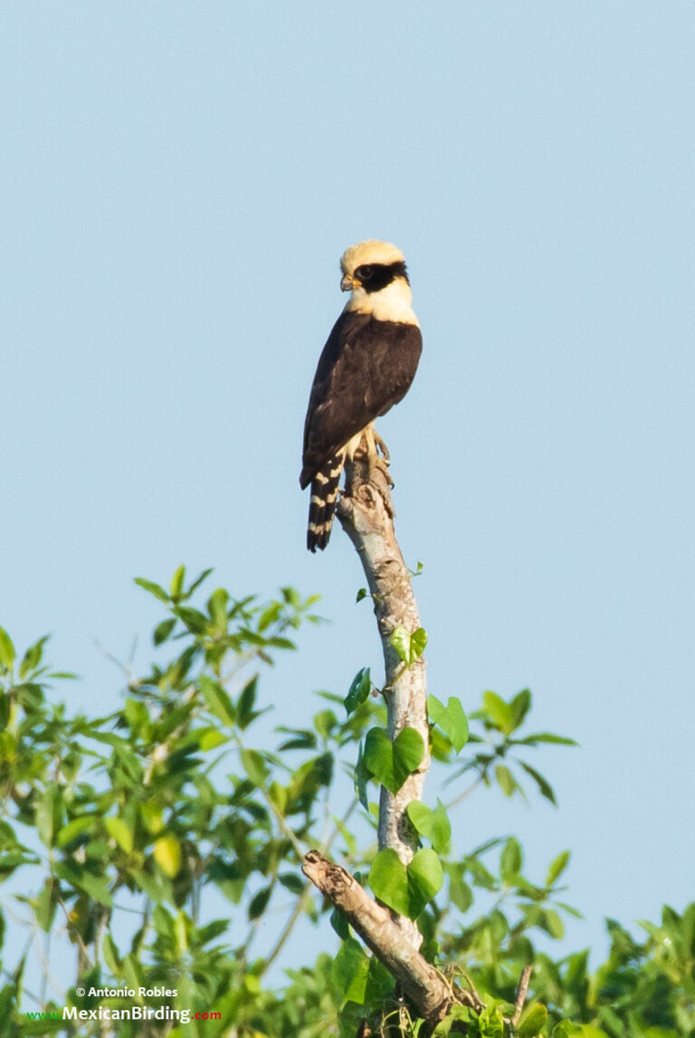 Matanchén, San Blas, Nayarit, México / Jan-2022