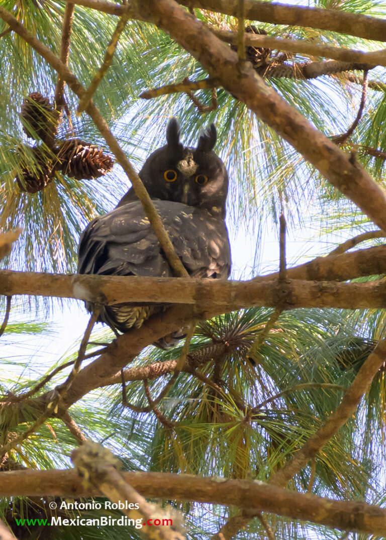 San Sebastián del Oeste, Jalisco, México / Dec-2022