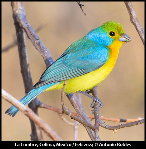 Orange-breasted Bunting
