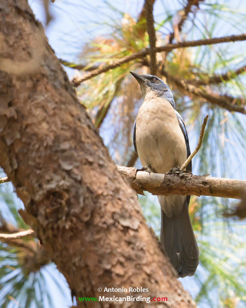 Transvolcanic Jay