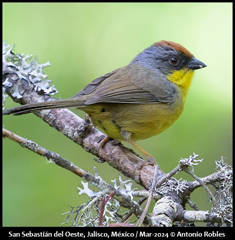 Rufous-capped Brushfinch