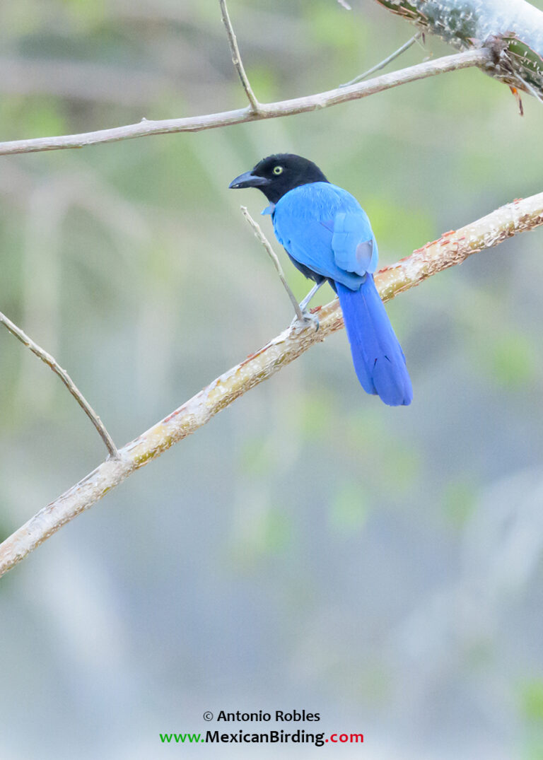 Mismaloya, Puerto Vallarta, Jalisco, México / Feb-2025