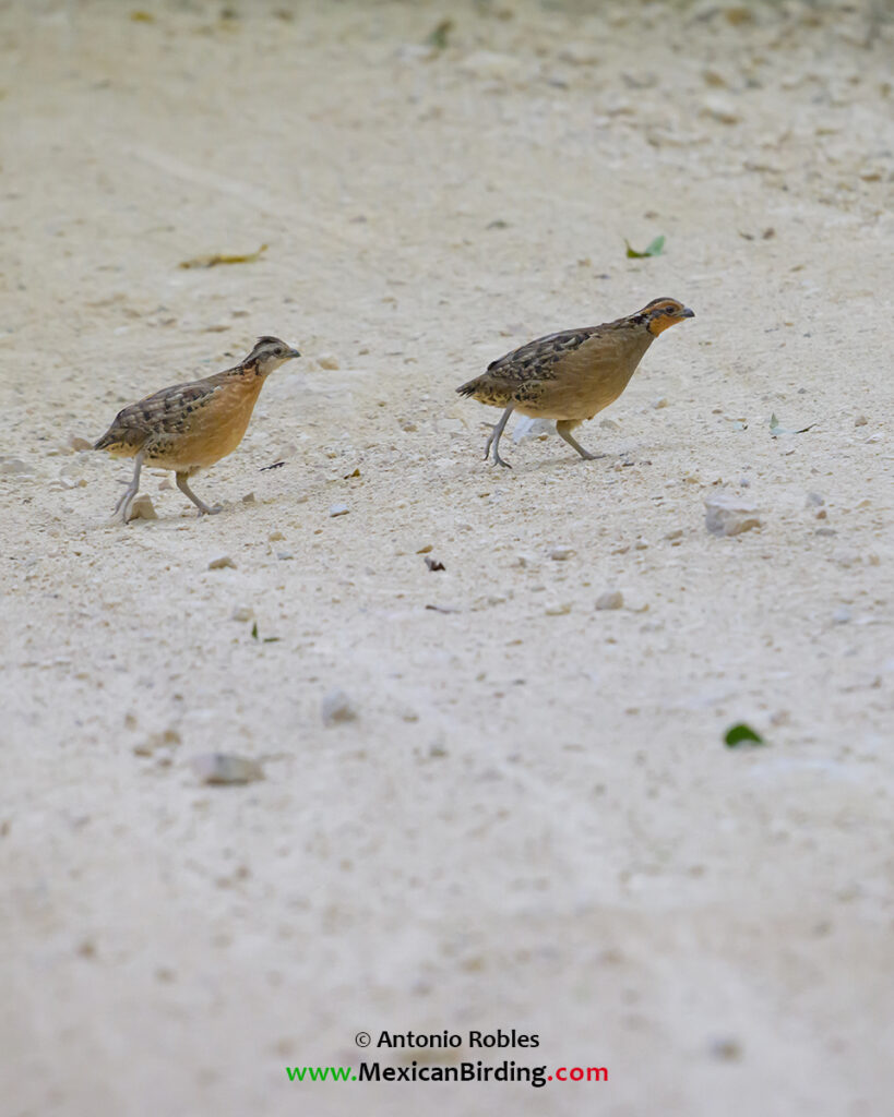 Singing Quail
