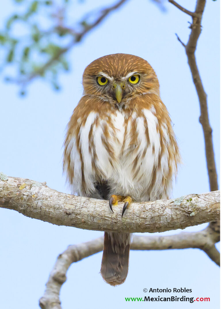 Ferruginous Pygmy-Owl