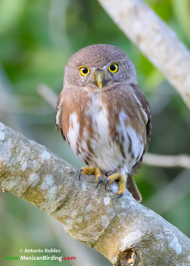 Mismaloya, Puerto Vallarta, Jalisco, México / Jan-2023