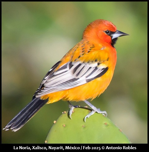 Streak-backed Oriole