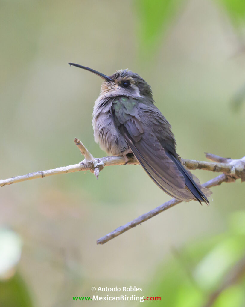Amethyst-throated Mountain-gem