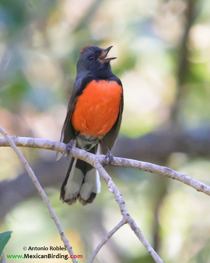 Slate-throated Redstart