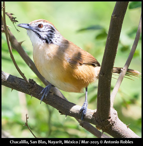 Happy Wren