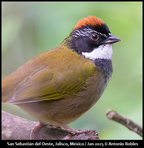Collared Towhee