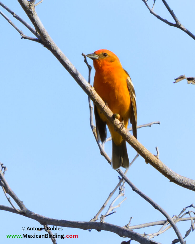 Flame-colored Tanager