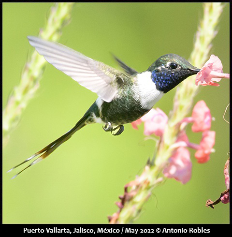 Sparkling-tailed Hummingbird
