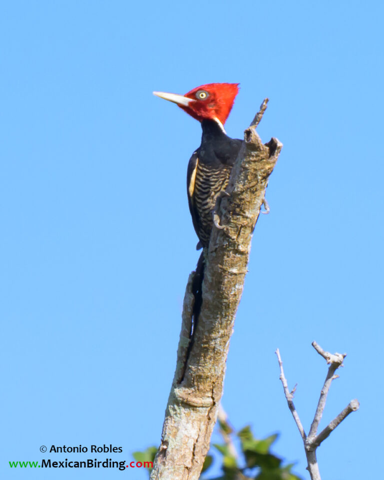 Pale-billed Woodpecker
