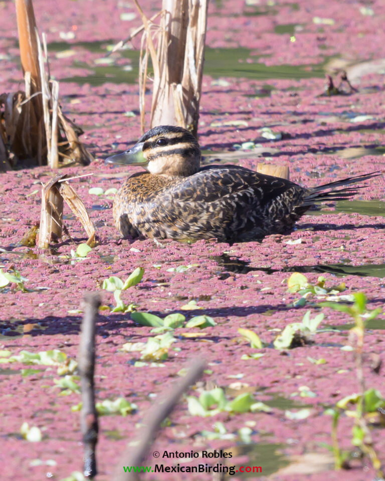 Masked Duck