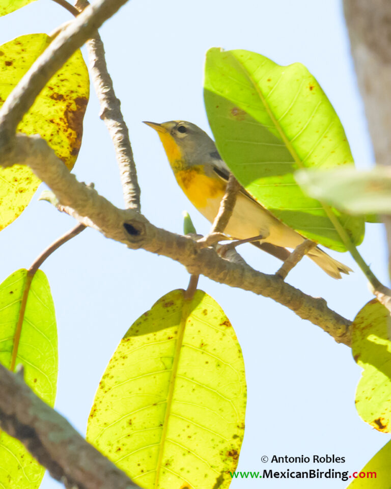 Northern Parula