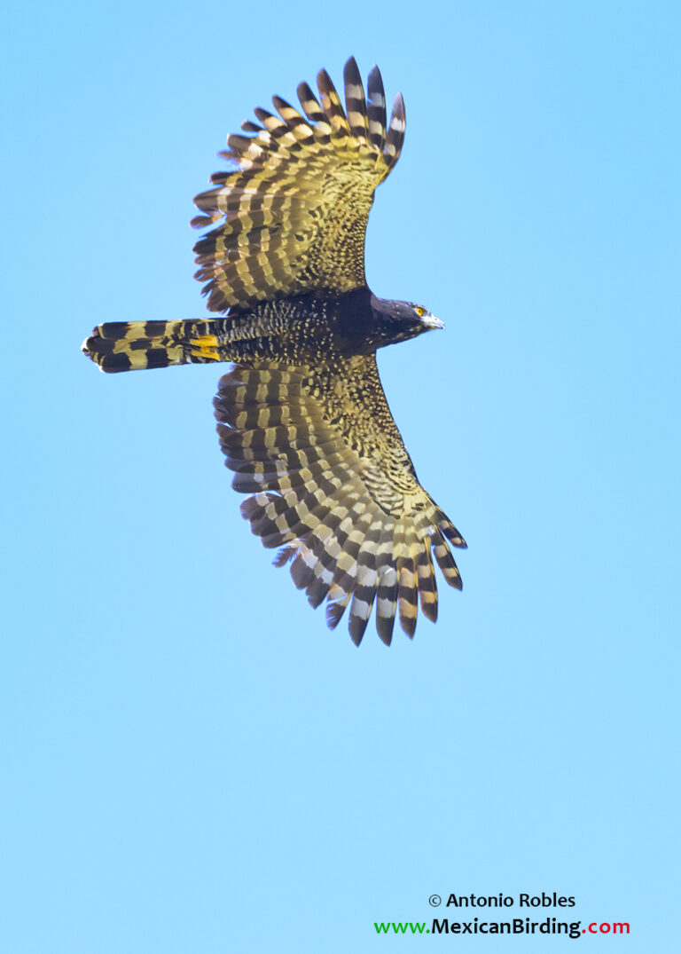 Black Hawk-Eagle