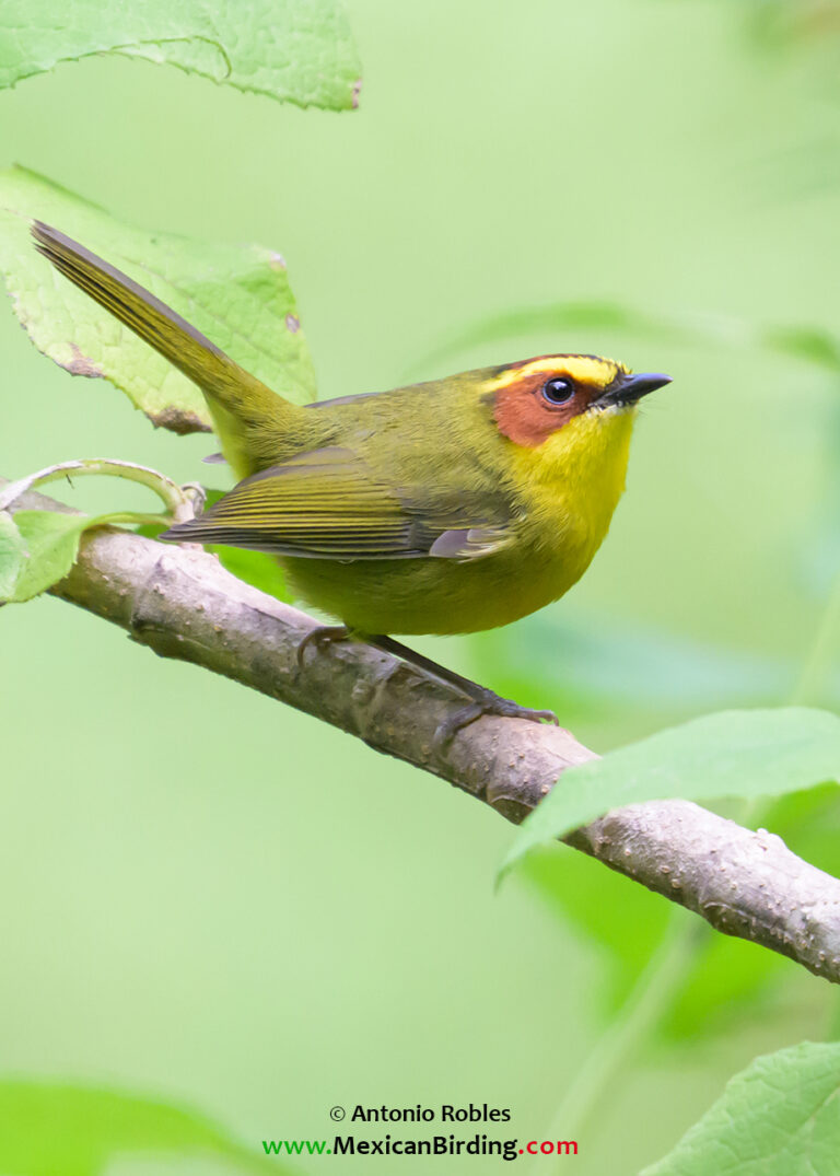 Golden-browed Warbler