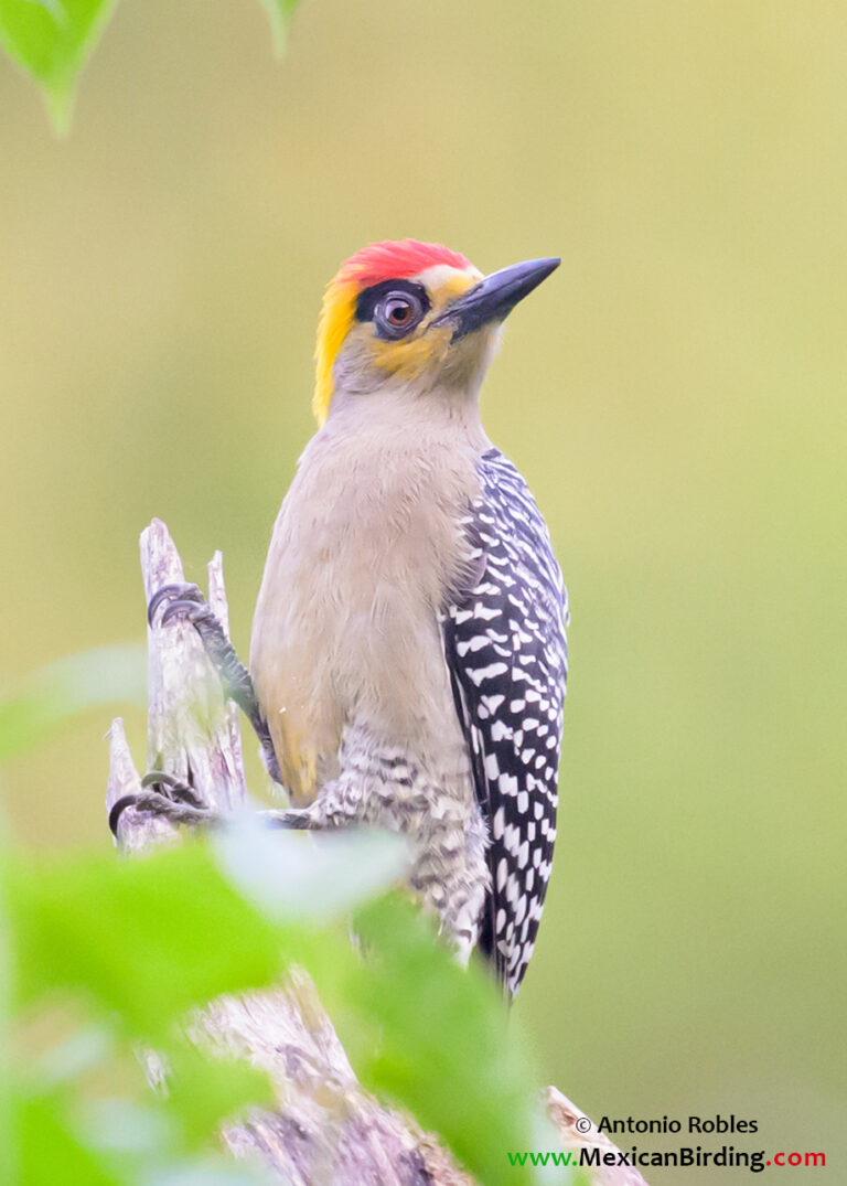 Mismaloya, Puerto Vallarta, Jalisco, México / Nov-2024