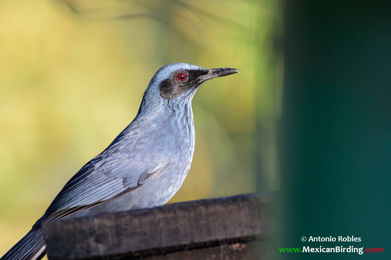 Blue Rocking Bird Blue Mockingbird - Mulato Azul (Melanotis caerulescens) - Mexican Birding