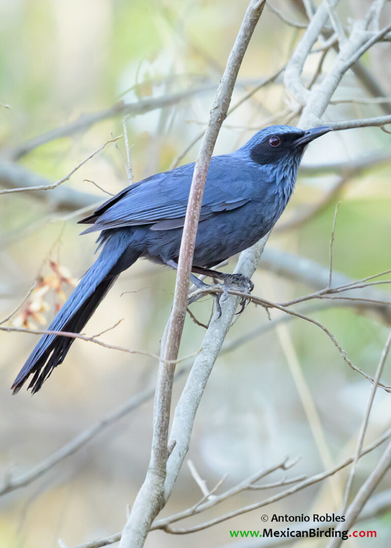Cerro de la Cruz, Tepic, Nayarit, México / May-2025