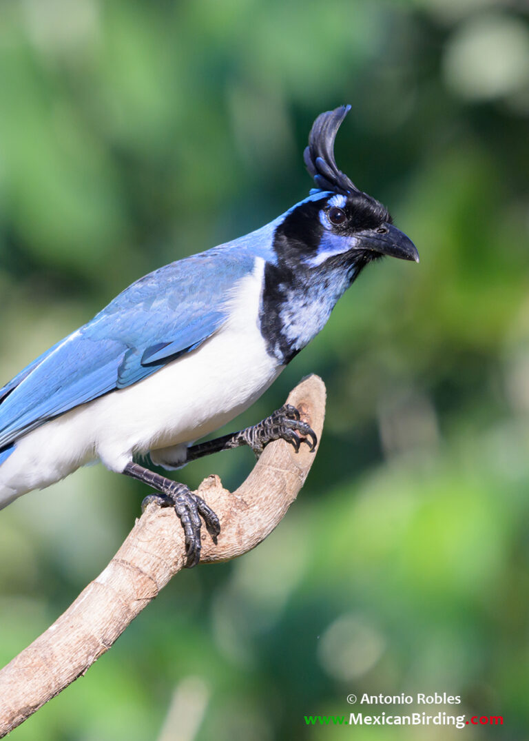 Rancho Primavera, Cabo Corrientes, Jalisco, México / Jan-2025