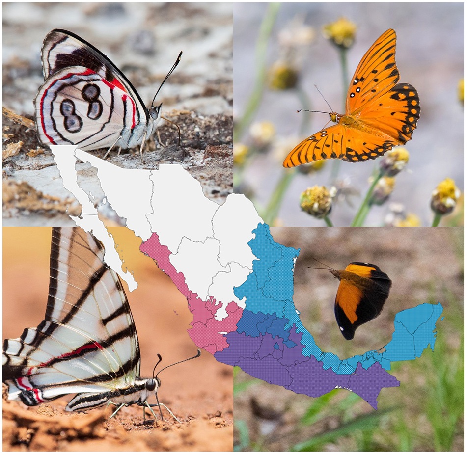 Butterflies Of Mexico