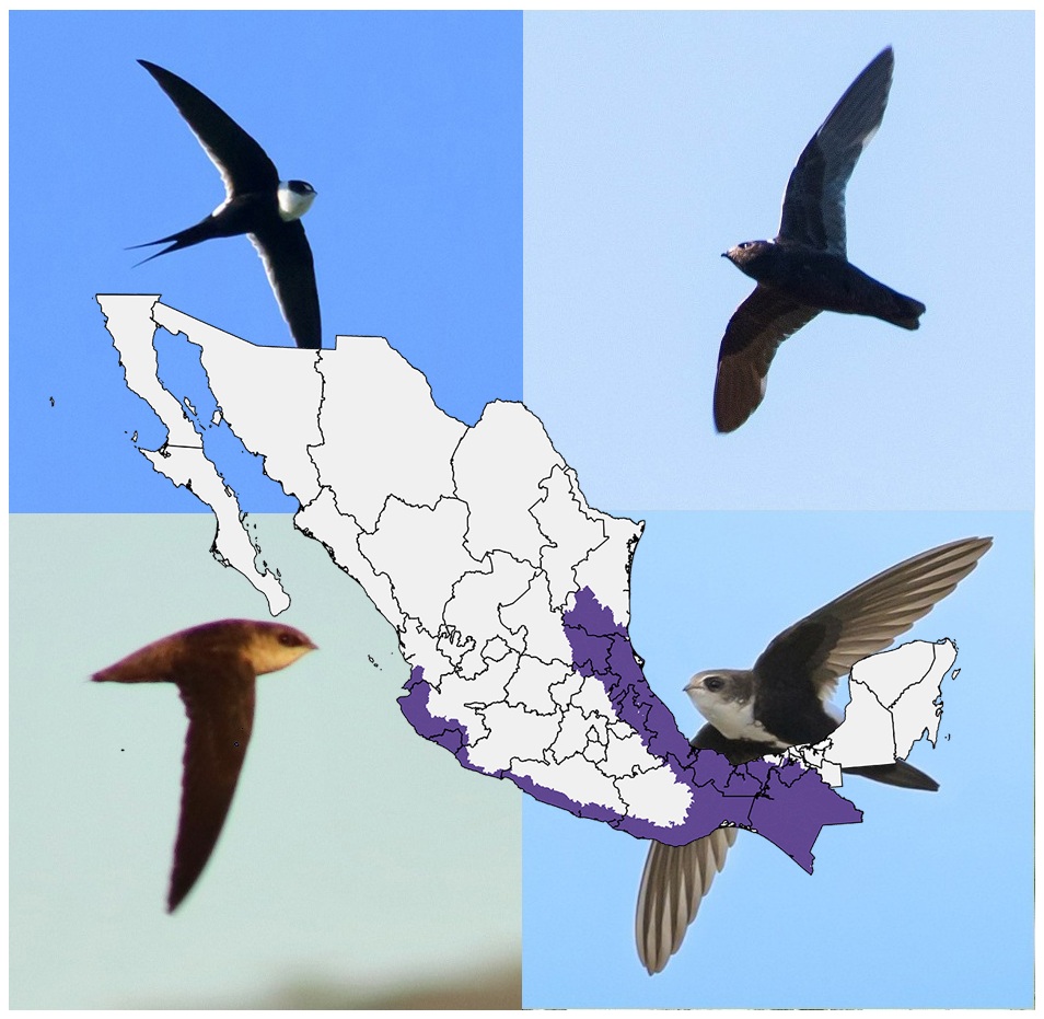 Swifts Of Mexico
