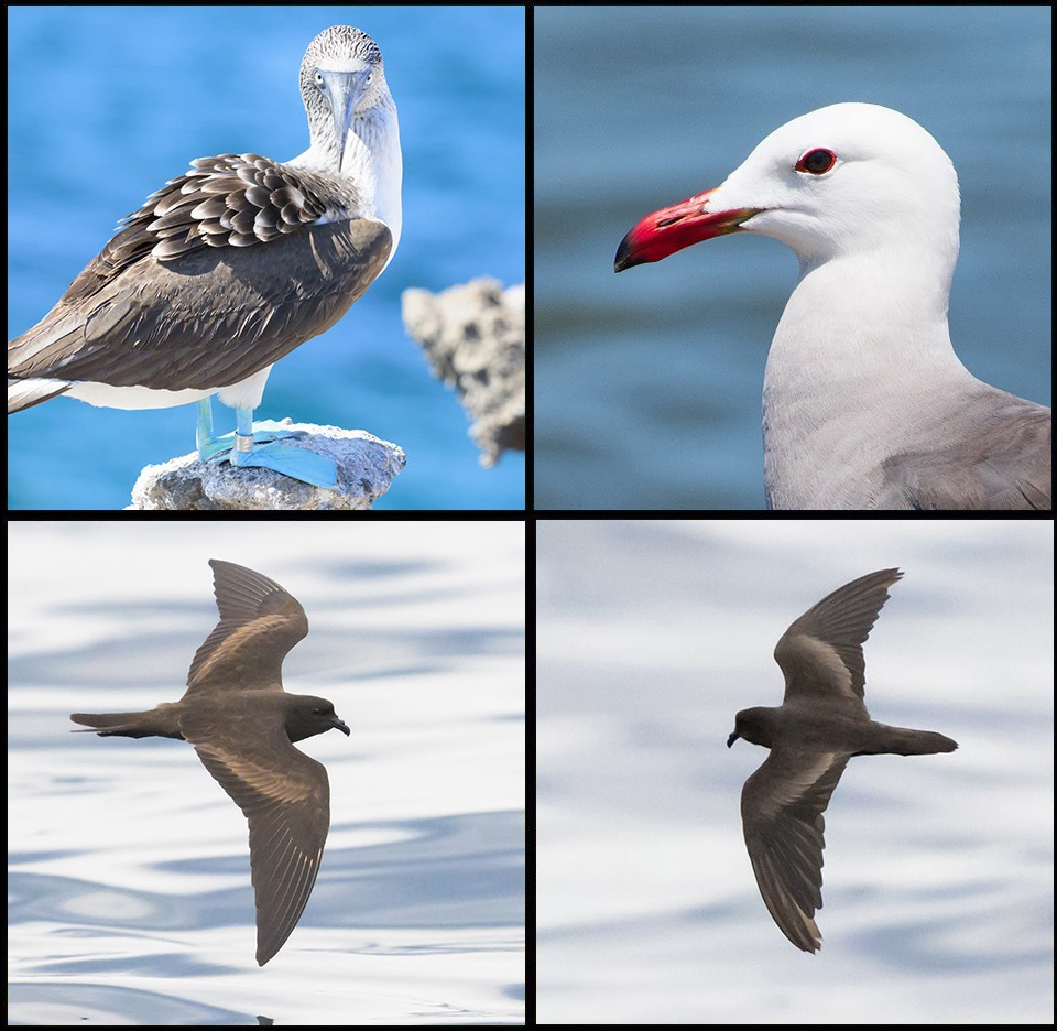 Collage Islas Marietas Birds 2