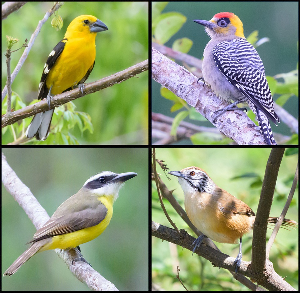 Collage Mismaloya Birds-1