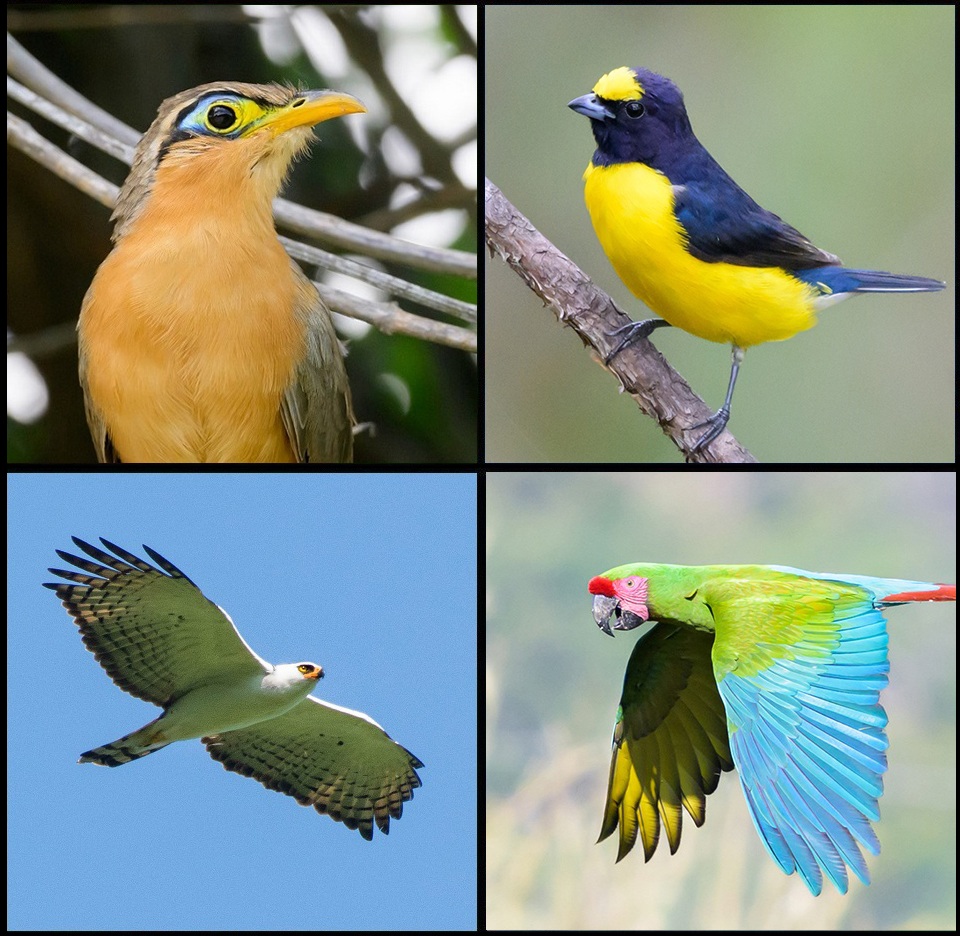 Collage Mojoneras Birds 1