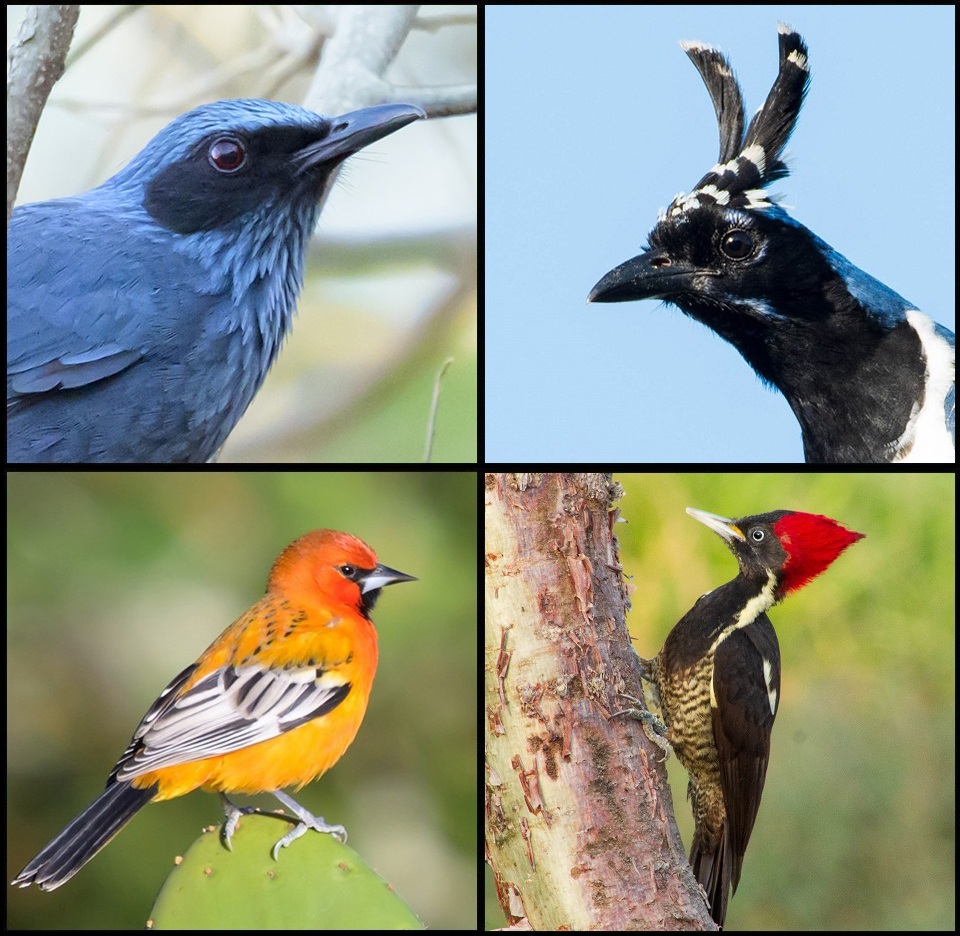 Collage Rancho Primavera Birds 1