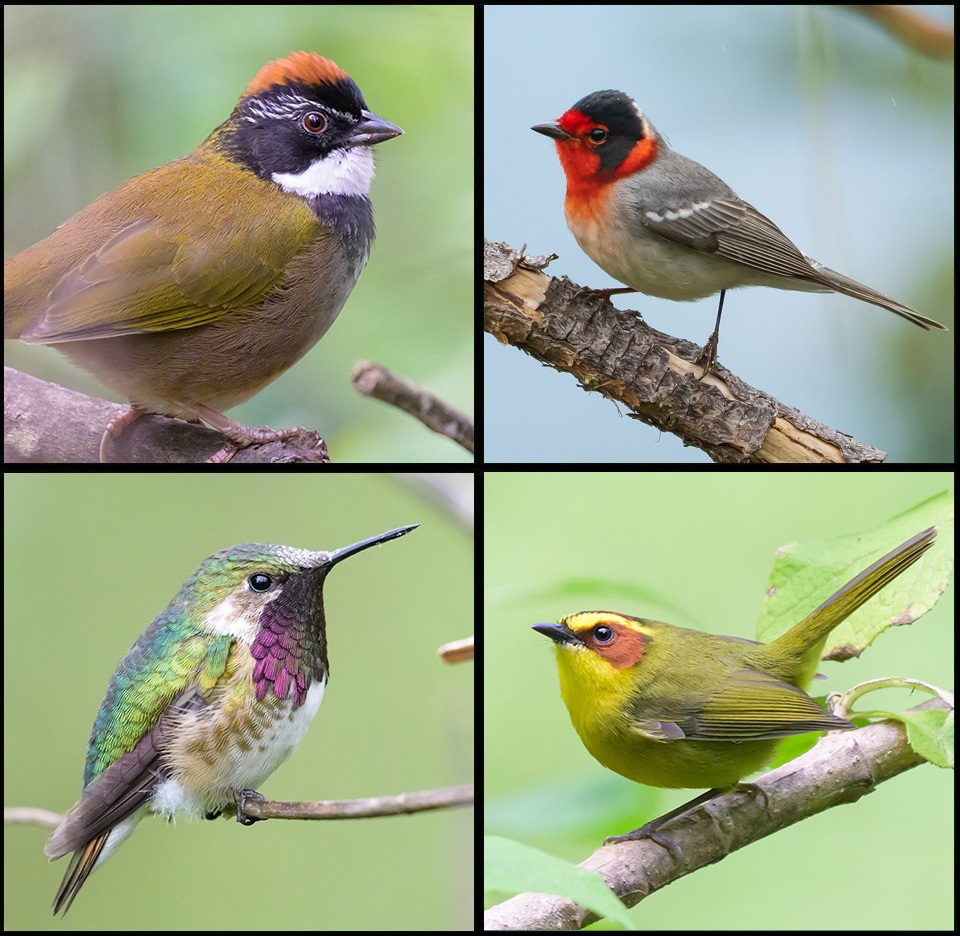 Collage San Sebastian del Oeste Birds-1