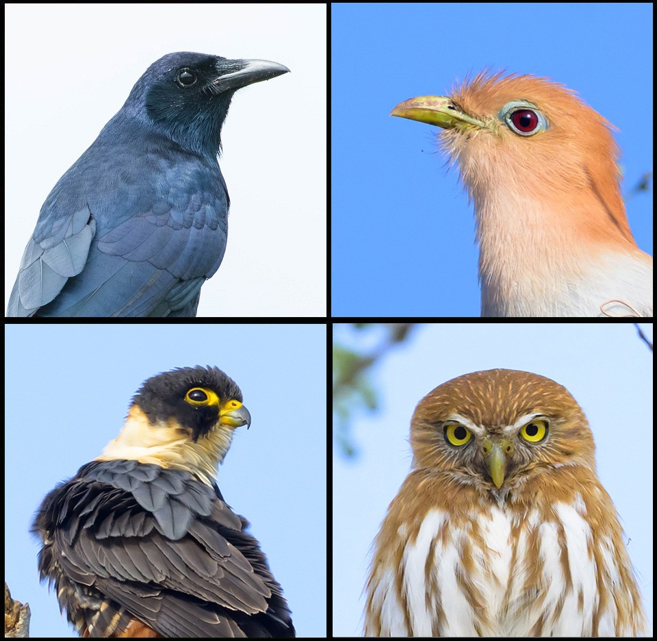 Collage Úrsulo Galván Birds 1