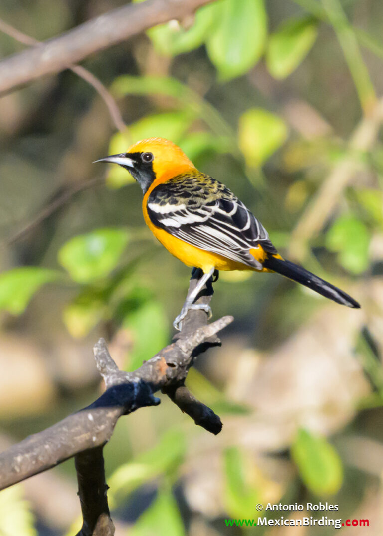 Rancho Primavera, Cabo Corrientes, Jalisco, México / Jan-2025