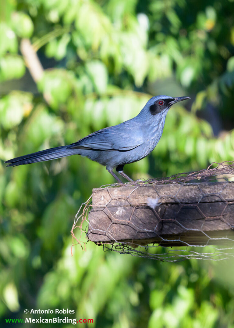 Rancho Primavera, Cabo Corrientes, Jalisco, México / Jan-2025