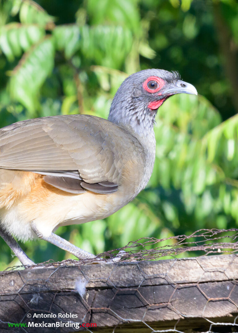 Rancho Primavera, Cabo Corrientes, Jalisco, México / Jan-2025