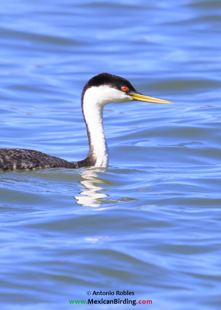 Western Grebe