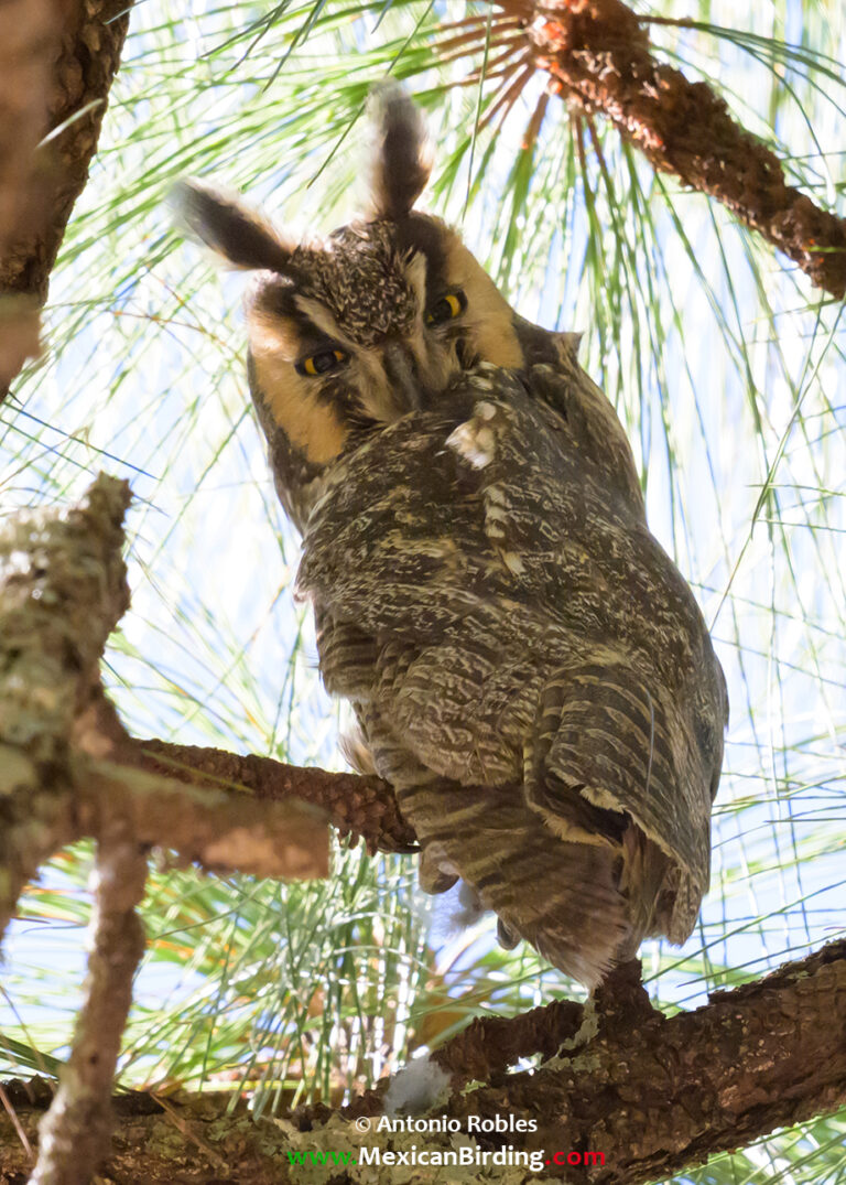 Long-eared Owl