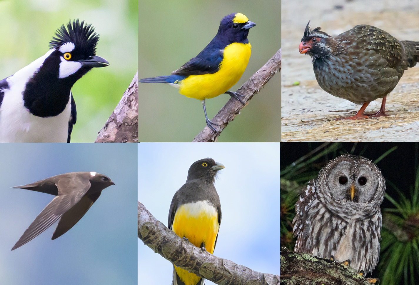 Collage ID Birds Of Mexico Birds-3
