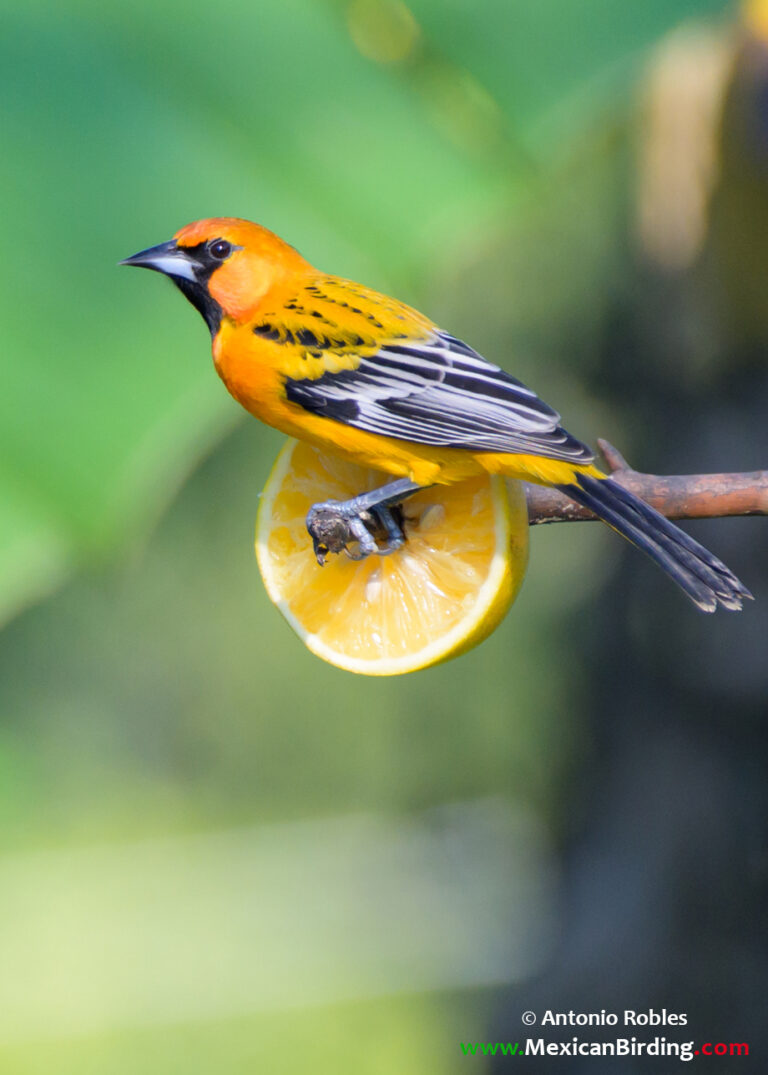 Streak-backed Oriole