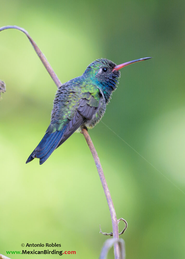 Broad-billed Hummingbird