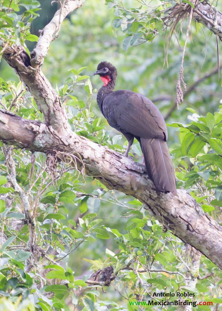 Crested Guan