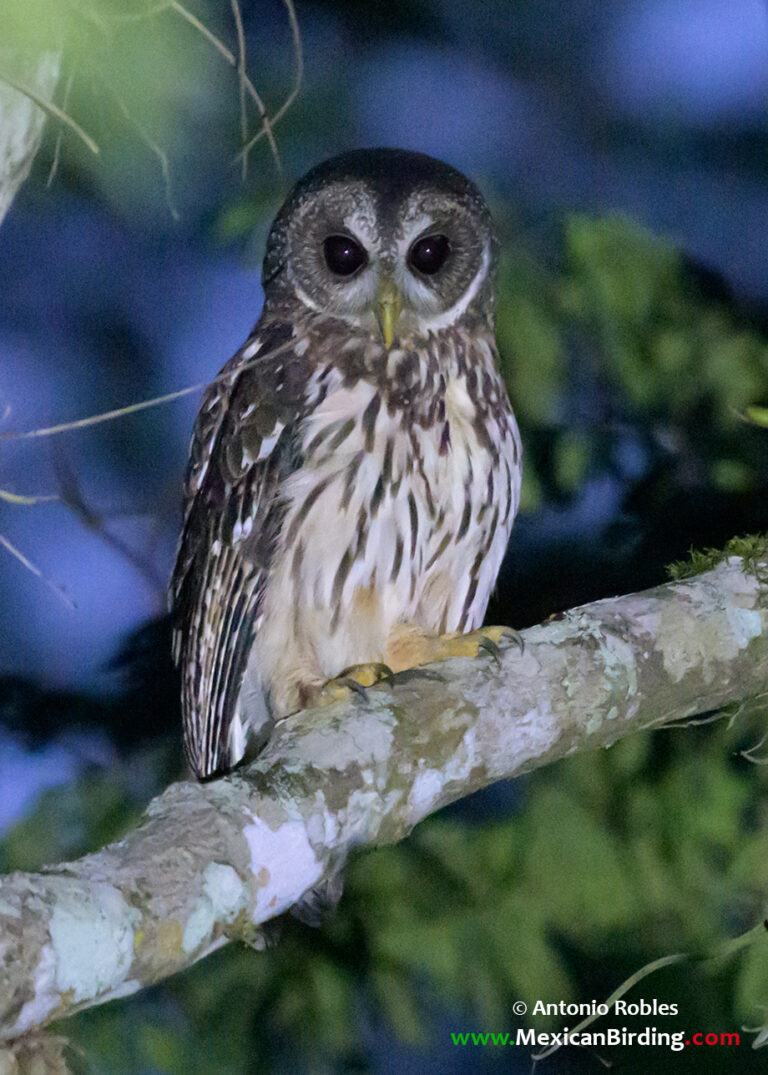 Mottled Owl