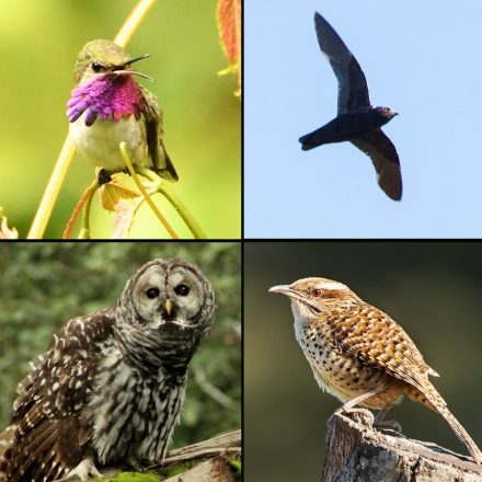 Endemics Of Mexico
