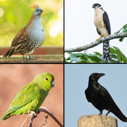 Birds Of Mexico