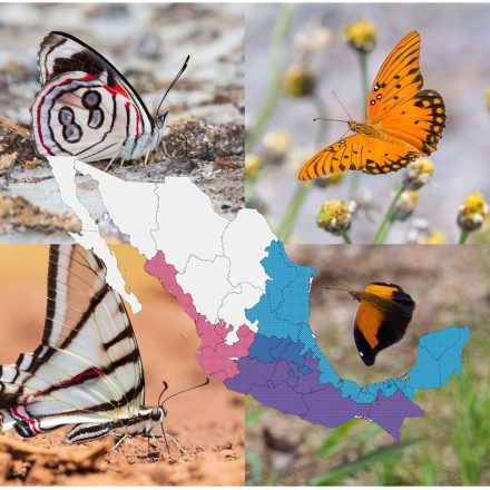 Butterflies Of Mexico