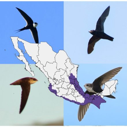 Swifts Of Mexico
