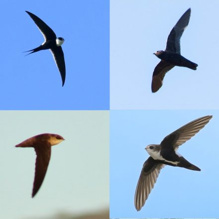 Swifts of Mexico